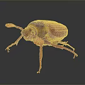 Red And Brown Beetle With Red Legs And Antennae On Gray Background