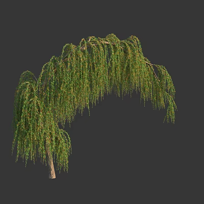 Weeping Willow Tree With Long Hanging Branches And Lush Green Leaves In Elegant Natural Form 3d model