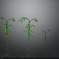 Decorative Green Plants With Red Fruits In Various Sizes For Home Decoration