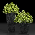 Green Bonsai Potted Plants with Textured Dark Ceramic Planters for Home Decor