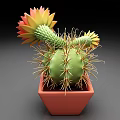 Thorned Green Cactus Plant With Orange Flowers In Red Ceramic Pot