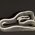 Reptile Anatomy Display White Curved Snake Skeleton on Dark Background