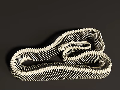 Reptile Anatomy Display White Curved Snake Skeleton on Dark Background 3d model