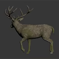 Stag with Large Antlers and Mossy Coat Standing on White Background with Reflection