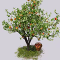 Fruiting Arbor With Ripe Apples And Basket On Green Grass Under Blue Sky