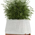 Variety of Bonsai Potted Plants With Concrete Planters and Grass Bamboo Shrub