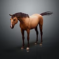 Brown Horse Standing With Dark Mane And Tail On Shiny Floor