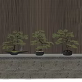 Three Green Bonsai Trees In Decorative Pots With Vertical Striped Wall Background