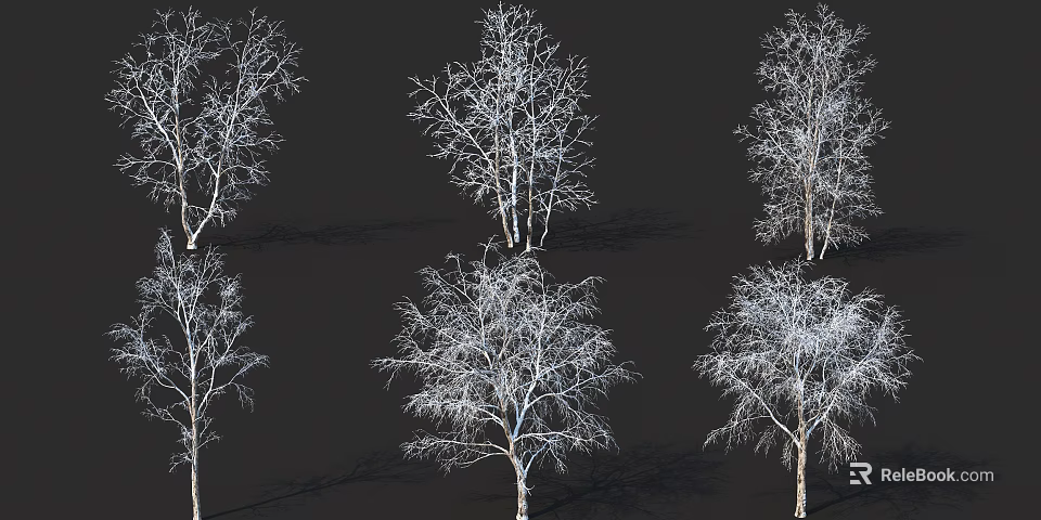 Tall Birch Trees With Leafless Branches And White Trunks Against Dark Background 3d model 