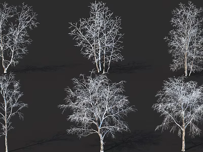 Tall Birch Trees With Leafless Branches And White Trunks Against Dark Background 3d model
