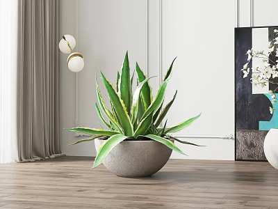 Agave Bonsai Plant With Green Leaves Yellow Edges In Gray Stone Pot Indoor Wooden Floor 3d model