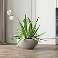 Agave Bonsai Plant With Green Leaves Yellow Edges In Gray Stone Pot Indoor Wooden Floor