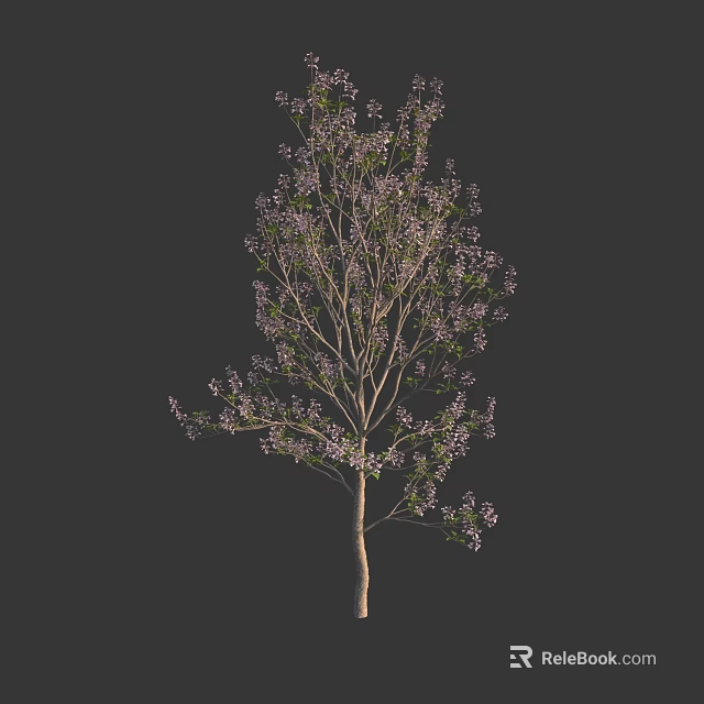 Tall Deciduous Tree With Slender Trunk And Purple Flowers Against Dark Background 3d model 