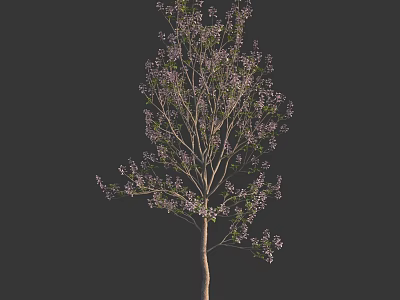 Tall Deciduous Tree With Slender Trunk And Purple Flowers Against Dark Background 3d model