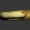Yellowish White Ammonite Fossil With Spiral Shell Texture And Brown Spots On Gray Background