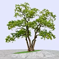 Lush Green Arbor With Multiple Trunks And Foliage On Green Circular Ground Against Blue Sky