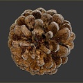 Pine cone plant game item 3d model