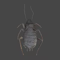 Detailed Realistic Cockroach With Dark Body Long Antennae And Legs