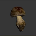 Brown Mushroom With White Spots And Root On Dark Background Isolated 3d model