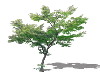 Tall Arbor Tree With Lush Green Leaves And Strong Trunk Casting Shadow 3d model