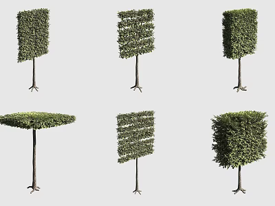 Different Shaped Pruned Arbor Trees With Various Geometric Designs And Foliage 3d model