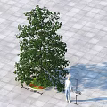 Arbor With 8 Meters Height On Paved Ground Circular Flower Bed Green Grass Red Flowers