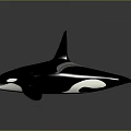 Orca Whale Black And White Body With Dorsal Fin Realistic 3D Render On Gray Background