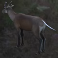 Ma's Wu Horn Deer Huo's 3d model
