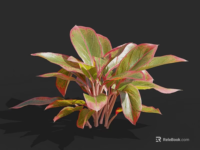 Lush Foliage Plant with Green and Red Variegated Leaves on Black Background 3d model 