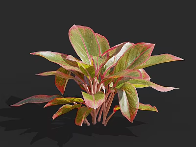 Lush Foliage Plant with Green and Red Variegated Leaves on Black Background 3d model