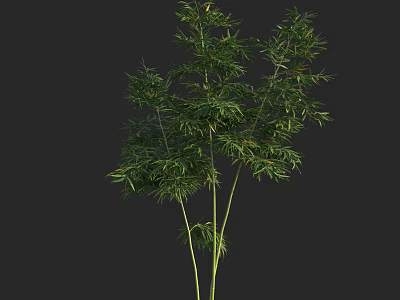 Lush Green Bamboo Plant With Tall Stems And Fresh Leaves In Dark Background 3d model