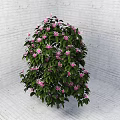 Pink Flowering Arbor In White Brick Wall Corner With White Brick Floor