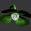 Isolated Green Four Leaf Clover Plant Featuring Vibrant Leaves And White Center On Dark Background