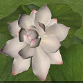 White Lotus Flower With Pink Edged Petals And Green Leaves On Green Grass