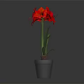 Four Potted Flowers of Different Colors in Black Pots with Gray Background and Reflections