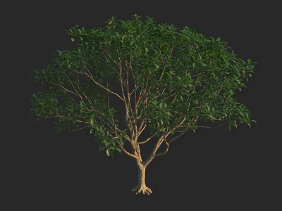 Lush Green Arbor With Strong Trunk And Healthy Root System 3d model