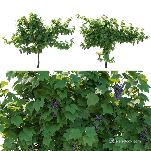 Lush Arbor Tree With Green Foliage And Purple Fruits For Garden Landscape Decoration 3d model 