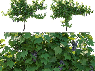 Lush Arbor Tree With Green Foliage And Purple Fruits For Garden Landscape Decoration 3d model
