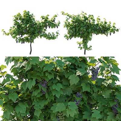 Lush Arbor Tree With Green Foliage And Purple Fruits For Garden Landscape Decoration 3d model