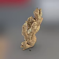 Fresh Natural Ginger Root Vegetable Raw Organic Healthy Culinary Ingredient