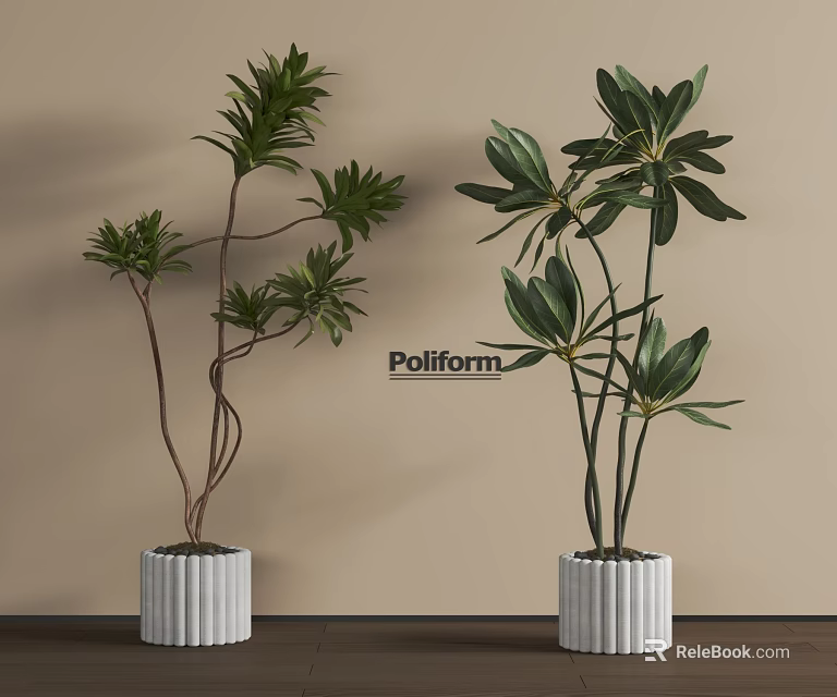 Two Indoor Bonsai Potted Plants with Lush Green Leaves in White Ceramic Pots 3d model 