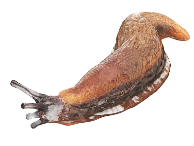Brown Reptile With Slim Elongated Body And Textured Skin Surface 3d model