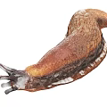Brown Reptile With Slim Elongated Body And Textured Skin Surface