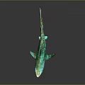 Turquoise Spotted Shark With Open Mouth On Dark Reflective Surface