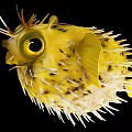 Yellow Pufferfish With Large Eyes And Sharp Spines Against Black Background 3d model
