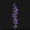 Blooming Purple Lavender Flowers on Long Stem Isolated Against Black Background