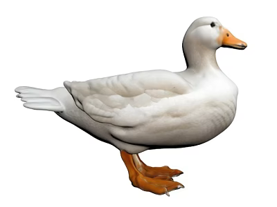 White Duck With White Feathers And Orange Beak Standing Isolated 3d model
