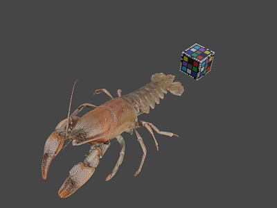 Whole Fresh Lobster Displayed with Colorful Rubik's Cube on Gray Background 3d model