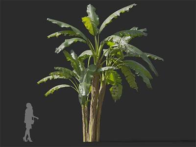 Tall Tropical Arbor With Large Green Leaves And Wooden Trunks Near Human Silhouette 3d model