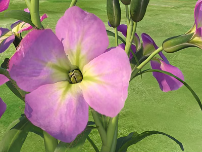 Vibrant Purple Flowers With Green Leaves And Yellow Centers In Lush Garden 3d model